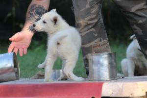 White-Swiss-Shepherd-Puppies-BTWW-Ninjas-230719-0085