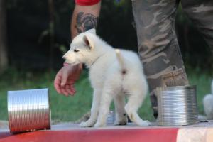 White-Swiss-Shepherd-Puppies-BTWW-Ninjas-230719-0086