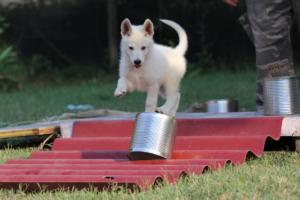White-Swiss-Shepherd-Puppies-BTWW-Ninjas-230719-0087