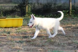 White-Swiss-Shepherd-Puppies-BTWW-Ninjas-230719-0089