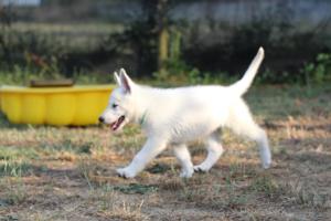 White-Swiss-Shepherd-Puppies-BTWW-Ninjas-230719-0090