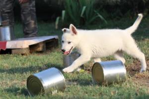 White-Swiss-Shepherd-Puppies-BTWW-Ninjas-230719-0093