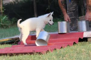 White-Swiss-Shepherd-Puppies-BTWW-Ninjas-230719-0101