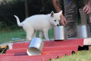 White-Swiss-Shepherd-Puppies-BTWW-Ninjas-230719-0103