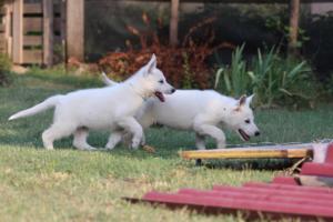 White-Swiss-Shepherd-Puppies-BTWW-Ninjas-230719-0118
