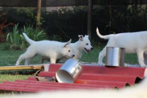 White-Swiss-Shepherd-Puppies-BTWW-Ninjas-230719-0119