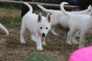 White-Swiss-Shepherd-Puppies-BTWW-Ninjas-230719-0123