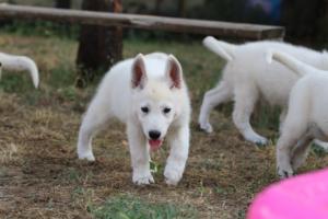 White-Swiss-Shepherd-Puppies-BTWW-Ninjas-230719-0124
