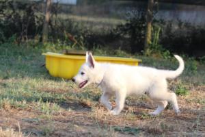 White-Swiss-Shepherd-Puppies-BTWW-Ninjas-230719-0126