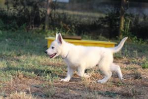 White-Swiss-Shepherd-Puppies-BTWW-Ninjas-230719-0127