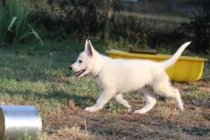 White-Swiss-Shepherd-Puppies-BTWW-Ninjas-230719-0128