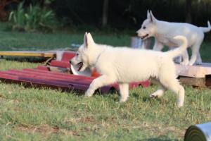 White-Swiss-Shepherd-Puppies-BTWW-Ninjas-230719-0132