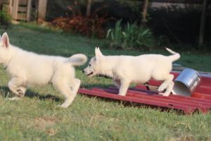 White-Swiss-Shepherd-Puppies-BTWW-Ninjas-230719-0134