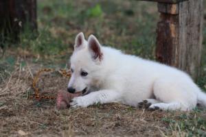 White-Swiss-Shepherd-Puppies-BTWW-Ninjas-230719-0142