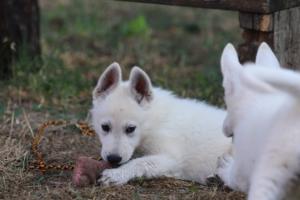 White-Swiss-Shepherd-Puppies-BTWW-Ninjas-230719-0143