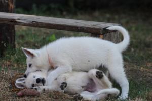 White-Swiss-Shepherd-Puppies-BTWW-Ninjas-230719-0147