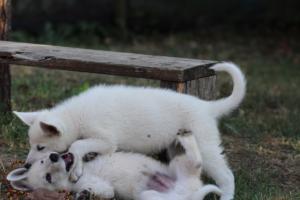 White-Swiss-Shepherd-Puppies-BTWW-Ninjas-230719-0148
