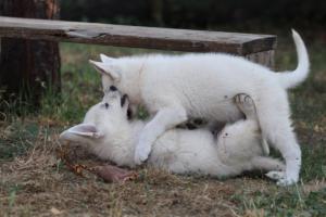 White-Swiss-Shepherd-Puppies-BTWW-Ninjas-230719-0149