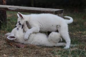 White-Swiss-Shepherd-Puppies-BTWW-Ninjas-230719-0150