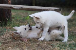 White-Swiss-Shepherd-Puppies-BTWW-Ninjas-230719-0151