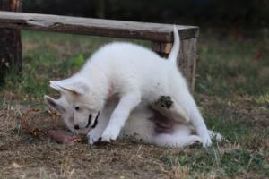 White-Swiss-Shepherd-Puppies-BTWW-Ninjas-230719-0154