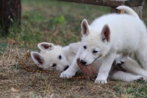 White-Swiss-Shepherd-Puppies-BTWW-Ninjas-230719-0159