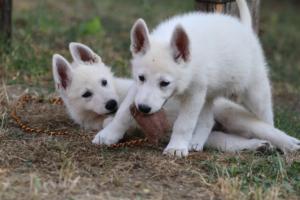 White-Swiss-Shepherd-Puppies-BTWW-Ninjas-230719-0160