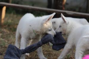 White-Swiss-Shepherd-Puppies-BTWW-Ninjas-230719-0164