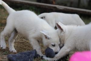 White-Swiss-Shepherd-Puppies-BTWW-Ninjas-230719-0166