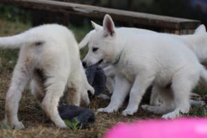 White-Swiss-Shepherd-Puppies-BTWW-Ninjas-230719-0168