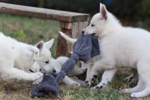 White-Swiss-Shepherd-Puppies-BTWW-Ninjas-230719-0169