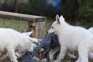 White-Swiss-Shepherd-Puppies-BTWW-Ninjas-230719-0170