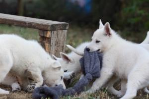 White-Swiss-Shepherd-Puppies-BTWW-Ninjas-230719-0171