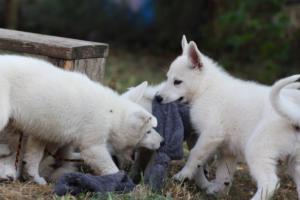 White-Swiss-Shepherd-Puppies-BTWW-Ninjas-230719-0172