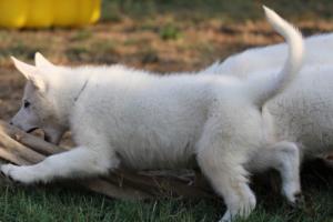 White-Swiss-Shepherd-Puppies-BTWW-Ninjas-230719-0185