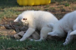 White-Swiss-Shepherd-Puppies-BTWW-Ninjas-230719-0186