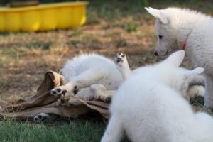 White-Swiss-Shepherd-Puppies-BTWW-Ninjas-230719-0188