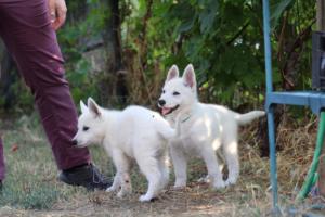 White-Swiss-Shepherd-Puppies-BTWW-Ninjas-230719-0190