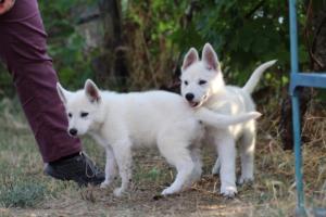White-Swiss-Shepherd-Puppies-BTWW-Ninjas-230719-0191