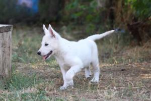 White-Swiss-Shepherd-Puppies-BTWW-Ninjas-230719-0193