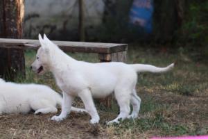 White-Swiss-Shepherd-Puppies-BTWW-Ninjas-230719-0196