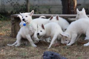 White-Swiss-Shepherd-Puppies-BTWW-Ninjas-230719-0197