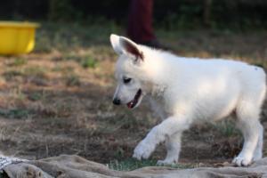 White-Swiss-Shepherd-Puppies-BTWW-Ninjas-230719-0199