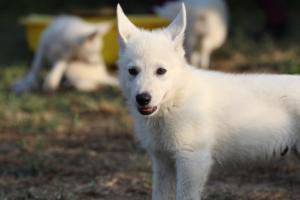 White-Swiss-Shepherd-Puppies-BTWW-Ninjas-230719-0200