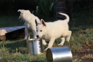 White-Swiss-Shepherd-Puppies-BTWW-Ninjas-230719-0201