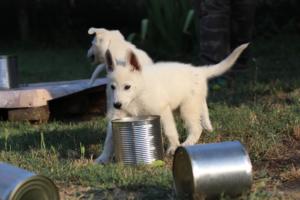White-Swiss-Shepherd-Puppies-BTWW-Ninjas-230719-0202