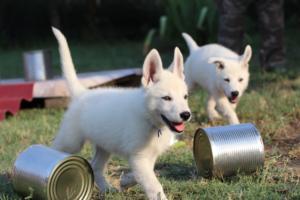 White-Swiss-Shepherd-Puppies-BTWW-Ninjas-230719-0204
