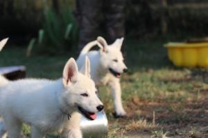 White-Swiss-Shepherd-Puppies-BTWW-Ninjas-230719-0205
