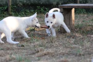 White-Swiss-Shepherd-Puppies-BTWW-Ninjas-230719-0206