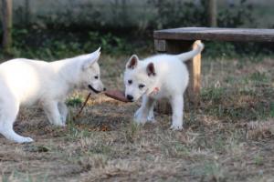 White-Swiss-Shepherd-Puppies-BTWW-Ninjas-230719-0207